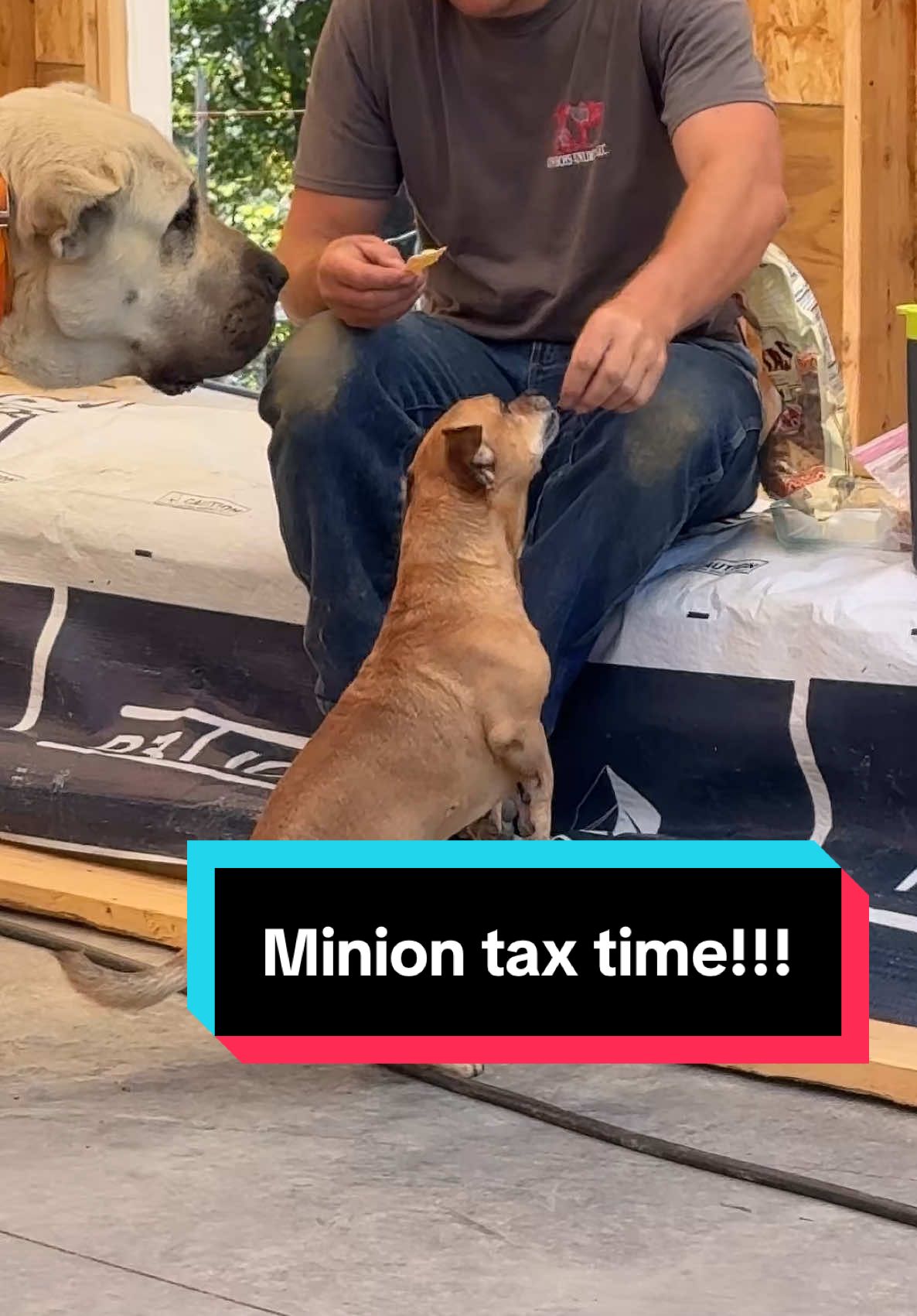 Minion tax time #Theoneandonlyminion #farmdog #smalldog #narrowayhomestead #dogtreat 