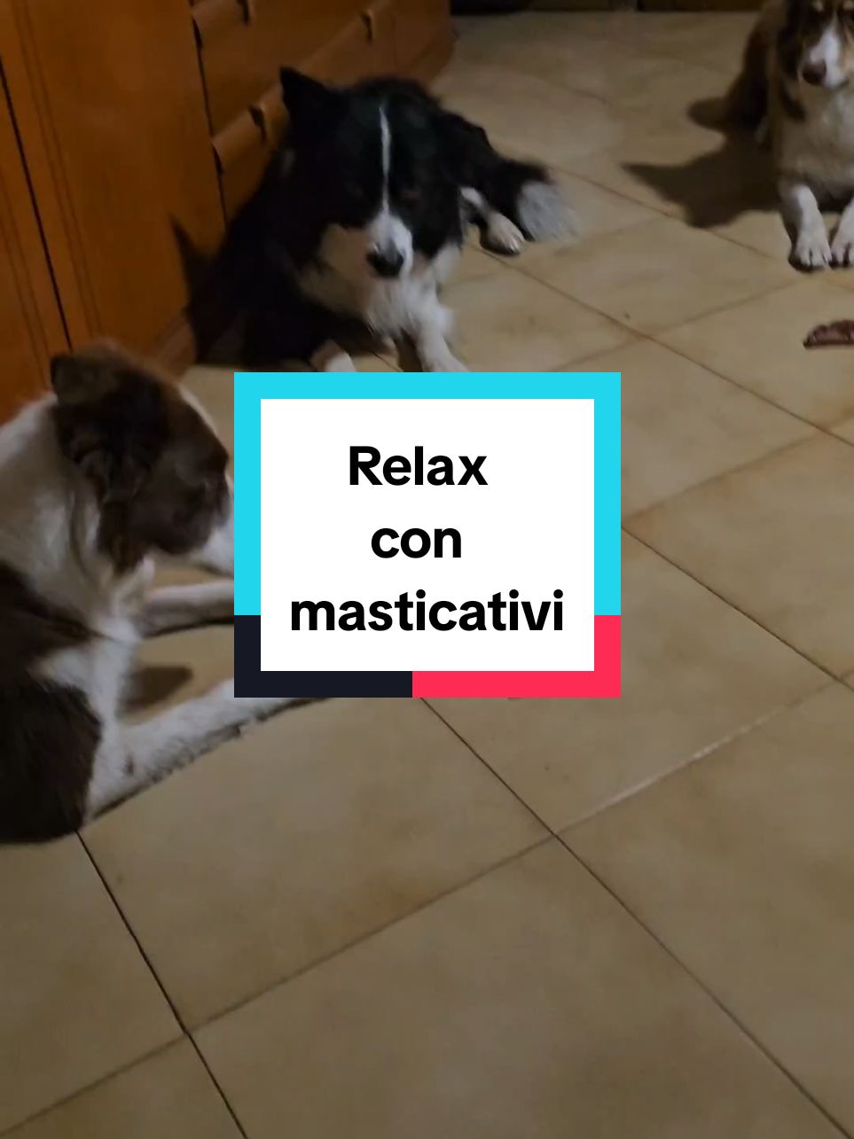 Un pò di relax con qualche masticativo❤️ #Nhâtalino #Nhât #Nhâtalinomonello #bordercollie #shetlandsheepdog #caniditiktok #dogsoftiktok #dogs #cani #canidivertenti #funnydog #addestramentocani #educatorecinofilo #doglover #amico4zampe