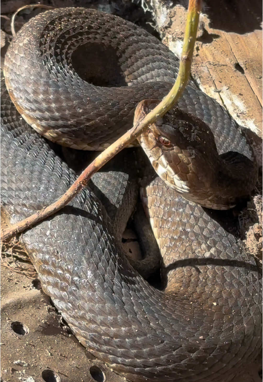 Fiesty Summer Snakes!  #snakes #animal 