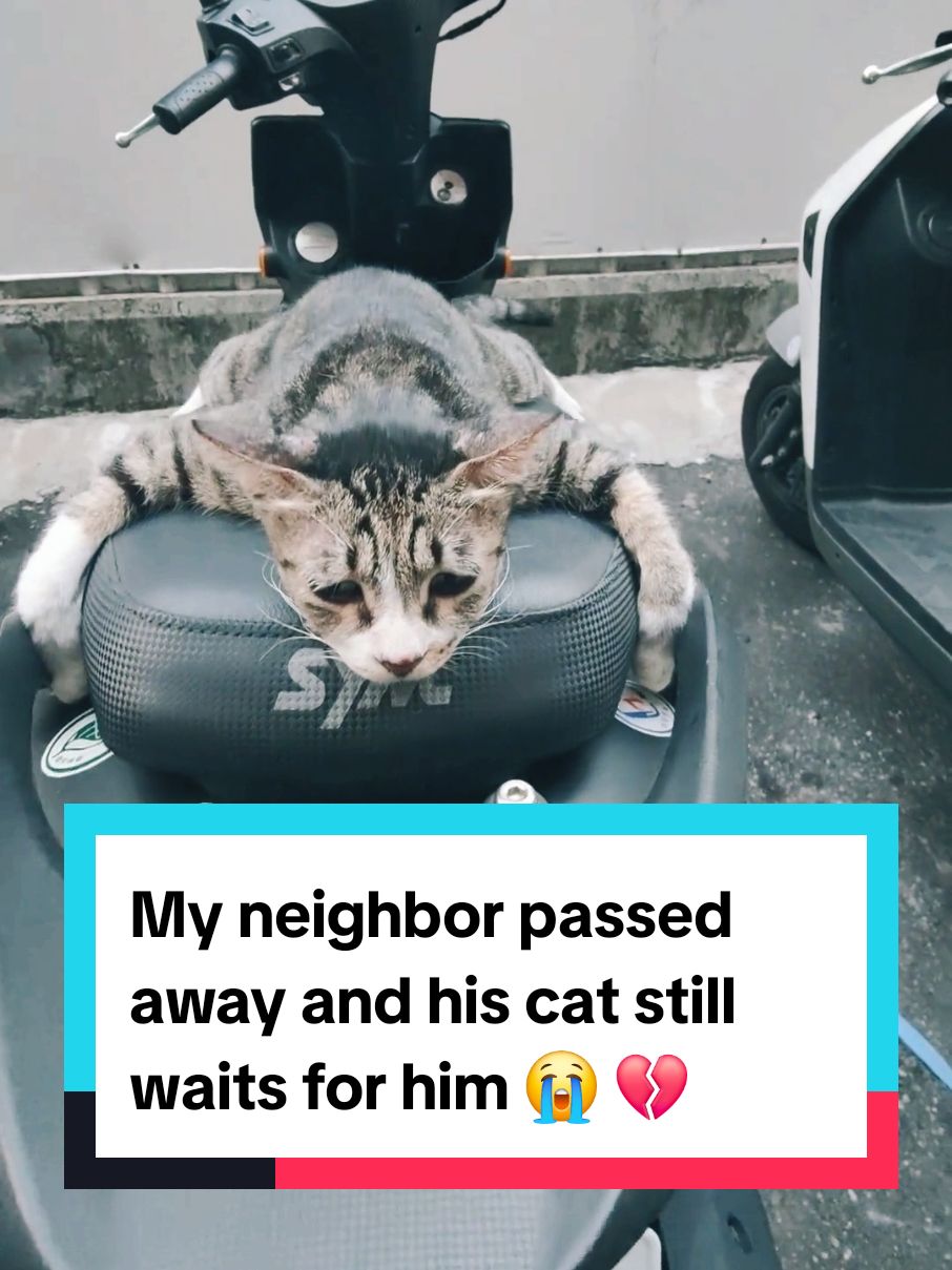 My neighbor passed away and his cat still waits for him 😭 💔 #sadcat 