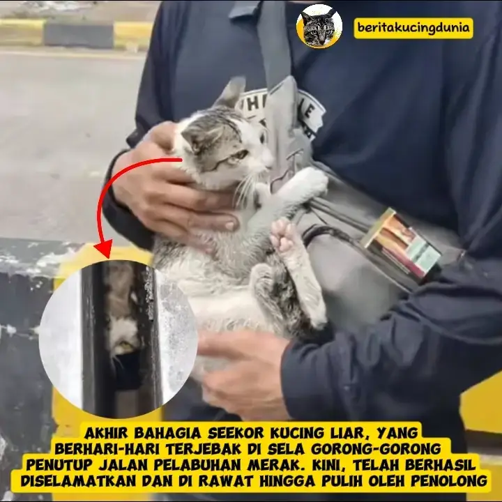 Bisa bernafas lega, aksi penyelamatan seekor kucing yang terjebak di sela gorong-gorong Pelabuhan Merak selama berhari-hari telah berhasil diselamatkan. Meskipun, tak bisa di evakuasi lewat jalur darat karena butuh alat berat untuk muat angkat beton seberat 20 ton lebih. Penolong yang tak menyerah terus melakukan berbagai upaya, memutuskan untuk nyemplung langsung kebawah dermaga menyelamatkan sang kucing walaupun nyawa taruhannya dan tak bisa berenang. Alhamdulillahnya sang kucing telah berhasil dievakuasi dan dirawat hingga pulih @selatsundaisback #fypシ #cat #catslovers #kucing #kucinglucu #kelakuankucinglucu #kucingpeliharaan #kucingliar #kucingjalanan #kucingterjebak #evakuasikucing #catrescue #pelabuhanmerak #selatsunda #infokucing #beritakucing #kedi 