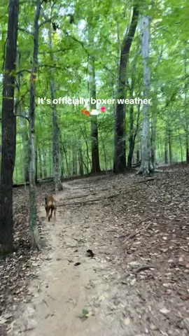 Hello boxer weather, we’ve missed you !! 🍂🌥️🌷 #boxersoftiktok #brunotheboxer #dogsoftiktok #october #creatorsearchinsights #fall 