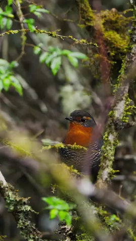 🌿✨ El chucao (Scelorchilus rubecula) es conocido por su distintivo y fuerte canto 🎶 que resuena en los bosques templados del sur de Chile y Argentina 🌳. A pesar de medir solo 18 cm 📏, es muy curioso 👀, a menudo visto saltando entre la maleza 🍃. Prefiere los rincones húmedos y oscuros 🌧️ de los bosques, donde encuentra refugio 🏞️. Con su pecho anaranjado brillante 🍂 y su cara en tonos grises y marrones 🐦, es una verdadera joya del sur 💎. Aunque es difícil de ver es facil de escuchar y siempre acompaña con su canto!!! 