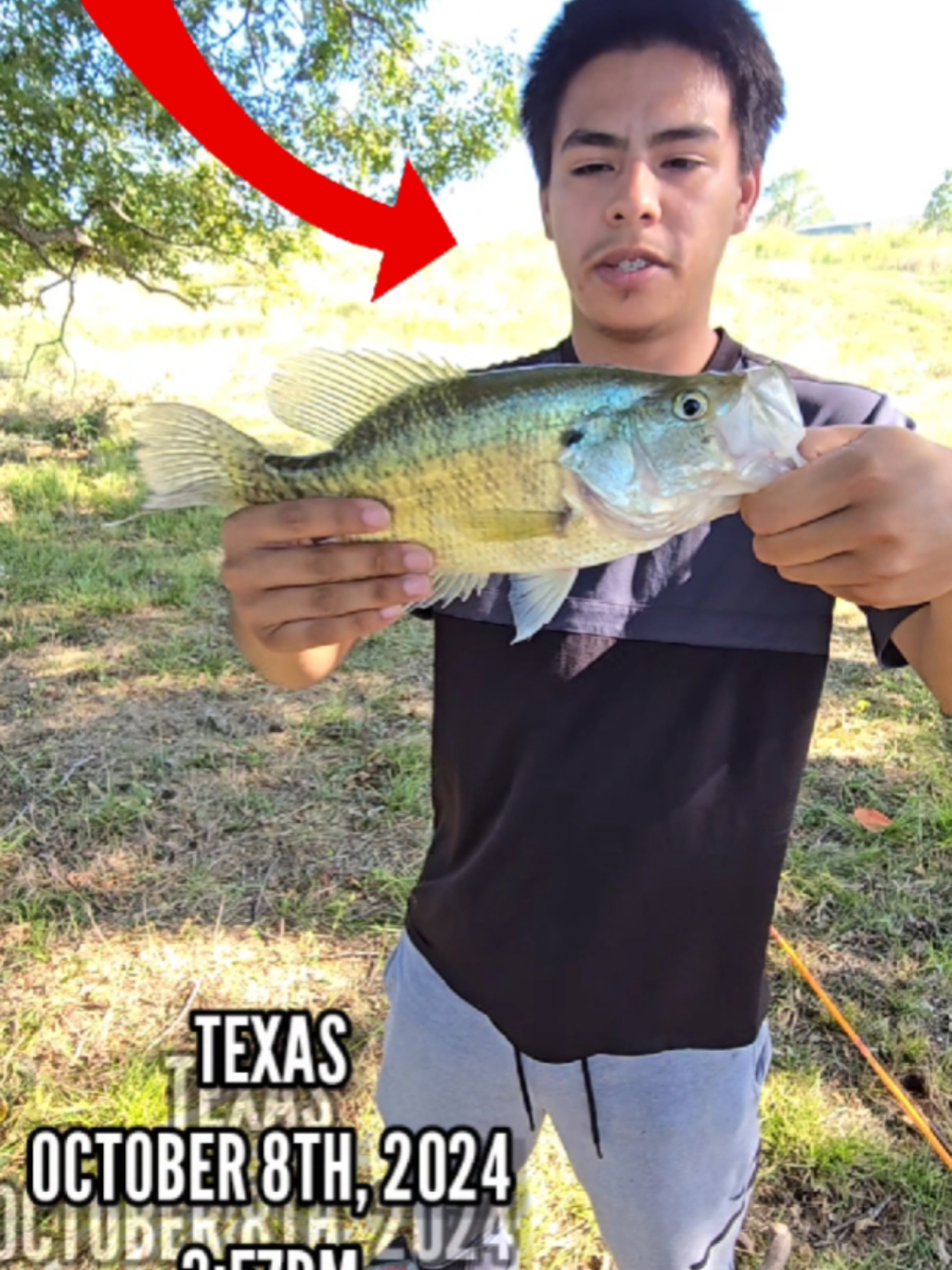 HE CAUGHT A GIANT BLUEGILL! 😨😯 #fishing #fishingvideos #fishingtime #bassfishing #texasfishing #Outdoors #jermfishingtv #freshwaterfishing #fishtok #pondfishing #bluegill 