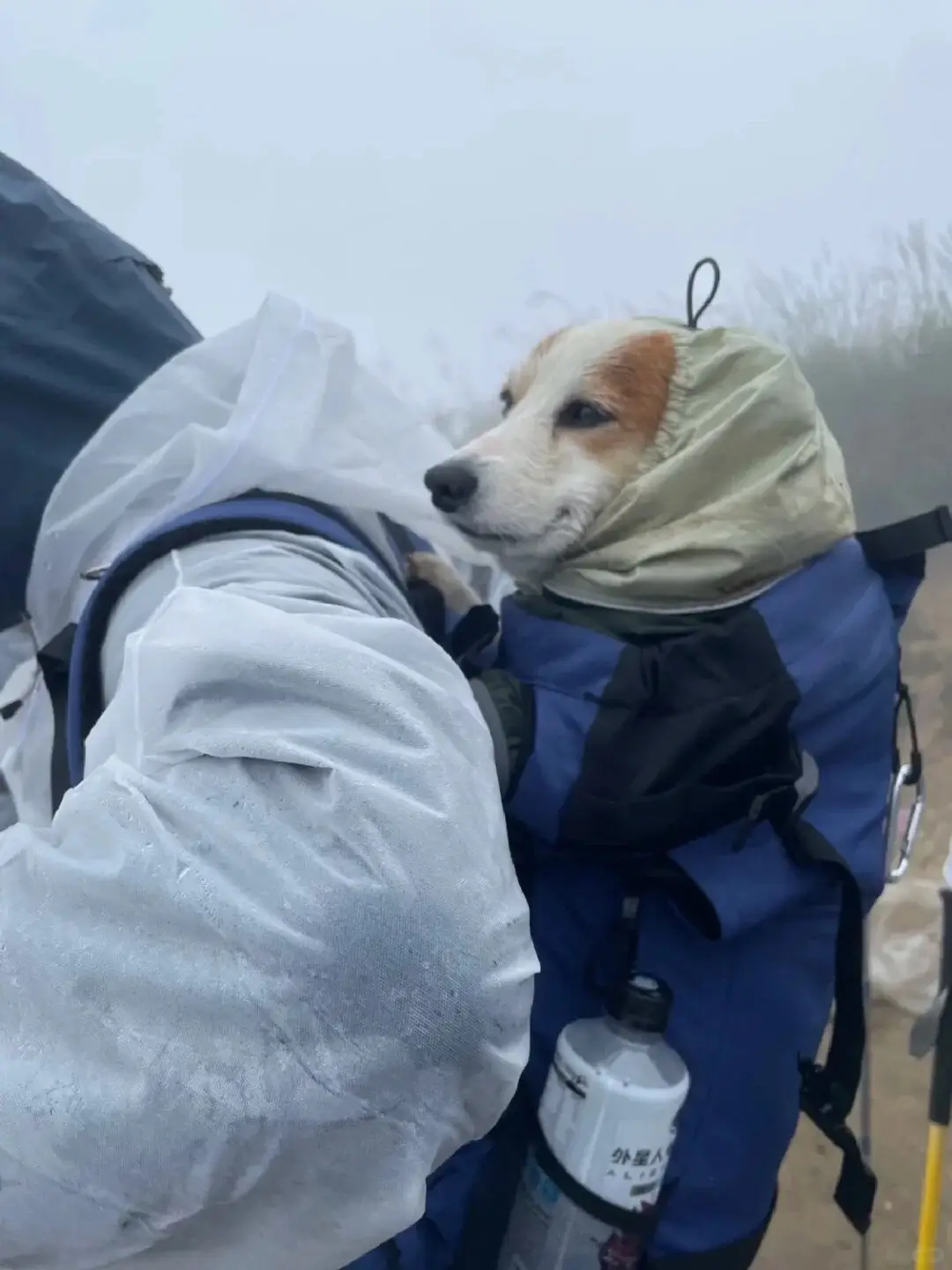 Trong dịp Tết Trung thu ở núi Wugong, cảnh tượng ngộ nghĩnh và dễ thương của chú chó Corgi bé nhỏ đã được các cô tình cờ gặp được ghi lại và chia sẻ lên mạng xã hội. Những hình ảnh này đã nhanh chóng lan toả và lên xu hướng, được cộng đồng mạng vô cùng yêu thích. Theo lời chia sẻ từ chủ của bé:	 