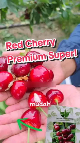 Yuk di order benih premium red cherry original kualiatas super #benihcherry #bibitcherry #tanamcherry #hobibertanam #cherrypot #berkebuncherry 