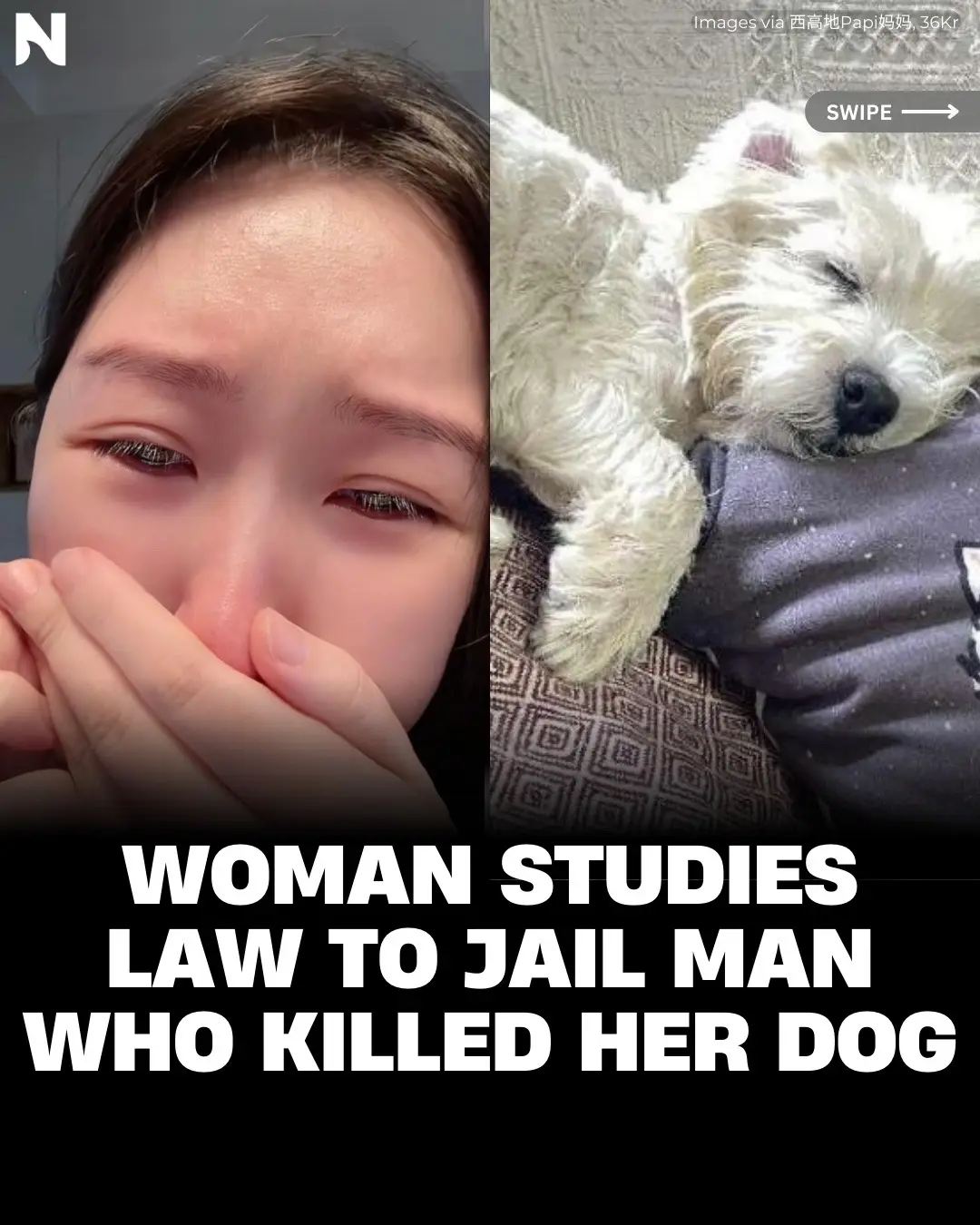 What would you do to get justice for you dog? ⁠ ⁠ ⚠️CA: Animal cruelty⁠ She quit her job to study law for nearly two years so she could put the man who allegedly poisoned her dog behind bars. ⁠ ⁠ Li Yihan claims that her dog Papi was among 11 pet dogs and several stray cats poisoned in a community in Chaoyang district, Beijing. A 65-year-old man 'Zhang' reportedly confessed to poison the animals in retaliation for dogs peeing on his tricycle. ⁠ ⁠ Li has devoted time to consume legal resources to bring Zhang to justice. In January 2023, the prosecution team filed their first case, but the legal proceedings dragged on for over a year, with the final verdict now set for Dec. 17, 2024. Li said she is prepared to file an appeal if the verdict is unsatisfactory.⁠ ⁠ #news #lawsuit #chaoyangdistrict #beijing #LiYihan #westhighlandterrier #animalcruelty #dogs