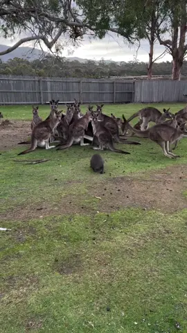 Boo! 👻 Looks like this baby wombat is getting ready for Halloween over at @East Coast Nature World 🦘This mob of kangaroos may not be keen on sharing their food with this cheeky fella, but we think he's pretty darn cute - even if he does step on the occasional tail ❤️  🎥/📍: #EastCoastNatureWorld, #EastCoastTasmania , lutruwita (@Discover Tasmania)  #SeeAustralia #ComeAndSayGday #DiscoverTasmania #EastCoastTasmania  ID: A small, young wombat walks along a grassy field towards a group of kangaroos eating. The kangaroos bound away as the wombat approaches and weaves around their feet.