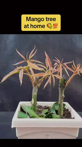 Best technic for growing mango tree at home  #mango #plants #fypシ #unitedstates #usa🇺🇸 #tre #gardening #gardeningtips #tipsandtricks #plantslife #tutorial #1million #gardentok #unitedkingdom #1k? #1k2k3k4k5k6k7k8k9k10k👌💖🥺🥺 #1kviews #1millon #1millionviews #💯💯💯 #💯 