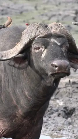 Buffalo & Ox-peckers at Kruger National Park, South Africa. #KrugerNationalPark #SouthAfrica #buffalo #ox-perkers #wildanimals#Wildlifeexplore #travelafrica #travelmore #exploring #ExploreSouthAfrica #africa #holidayafrica #photography #borntotravel #nature #safari #wildlife #exploremore #travelling #animalvideo #tourism #southafricanwildlife