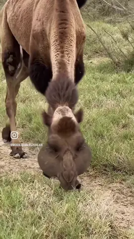 #جمل #بعير #أبو سنامين #وسيم #جدا #اليمن #اليمن🇾🇪 #🐫 #🐪 