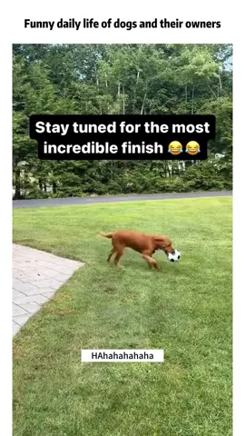 #funnydogs #funnyanimals #petvideos#cutepets #challenge #fyp