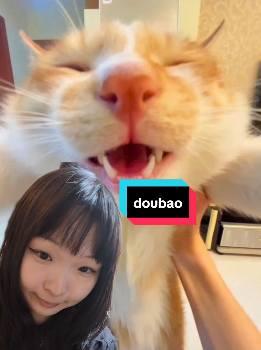 the story of bean bun (doubao) adoption day:1.1.2024 #cutecat #meme #catmeme #wholesome #storytelling #cat 