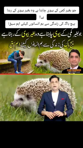 جو بغیر کمی کے بیوی چاہتا ہے وہ بغیر بیوی کے رہتا ہے!! ہیچ ہاگ کی زندگی سے ہم انسانوں کیلئے اہم سبق! #hedgehog #hedgehoglife #Relationship #family #motivation #information #AsadMehmood 