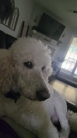 #poodle #standardpoodle #funnyvideos #whatthell #fyp #watchoutnow #foryourpage 