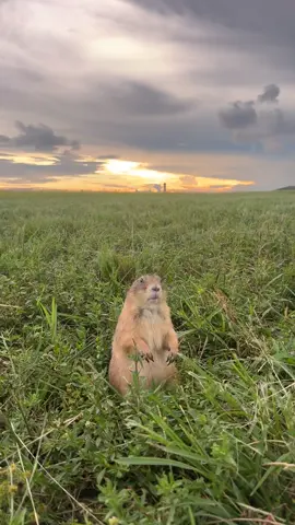 He can smell the hurricane  #prairiedog #pet #petlovers #petfriendly #petoftheday #instapet #animal #animallovers #animalphotography #animalkingdom #wild #wildlife #mood #nature #hurricane #milton 