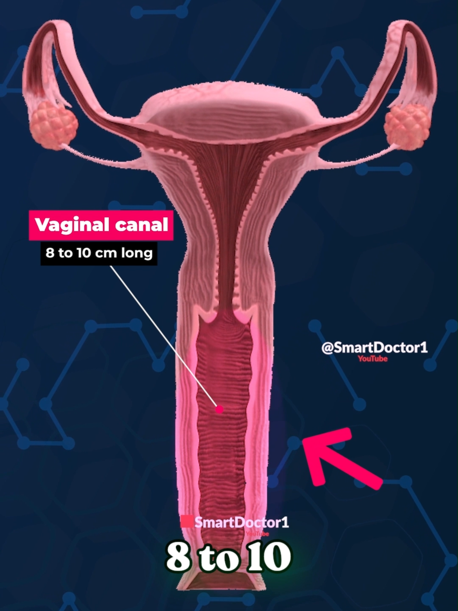 How Long Is the Vaginal Canal? ✨‍♀️ . . . . #pregnancy #baby #anatomy #heart #pregnant #medicina #doctor #माहवारी #月経 #임신 #妊娠 #gravidez #fetal #Love #Childbirth #new_life #طفل #infant #ベイビー #베이비 #Smart_Doctor #uterus #femalemodel #female #vaginal  #vaginalcanal #menstrualcycle #menstruation #menstrualcycleawareness #body