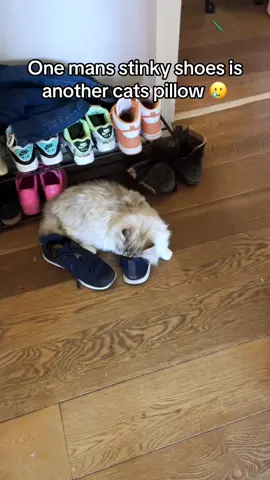 Baltazar loves to sleep in the smell of dads sweaty feet 😅😅 #cat #cats #catsoftiktok #kitten #fluffy #cute #catlover #kittensoftiktok #kitty #kittycat #animal #animallovers #pet #petlovers #petlover #nevamasquerade #siberiancat #tripod #tripodcat #tripawd #billie #baltazar 