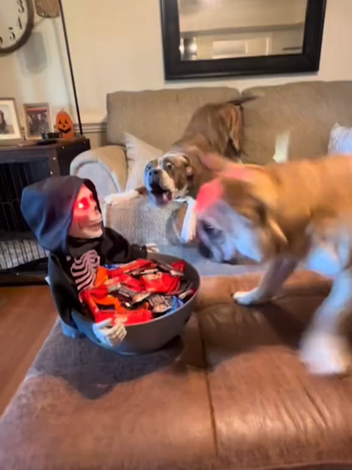 Someone Doesn't Like Halloween Candy 😂 #dog #dogs #halloween #scared #scary #candy #jumpscare #funny #fail #fails #pets