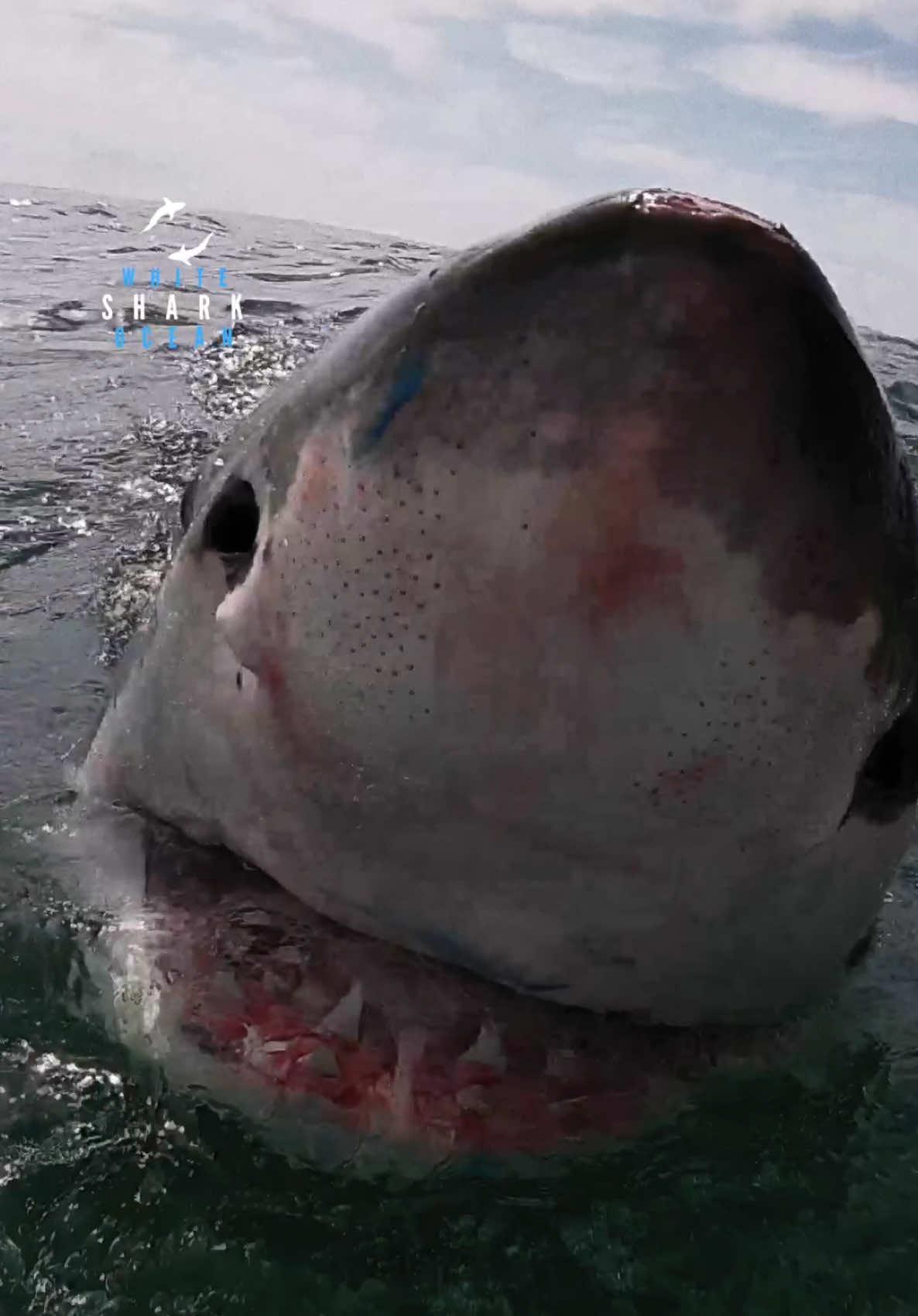 Spy Hopping Great White Shark Swimming With Head Out Of the Water