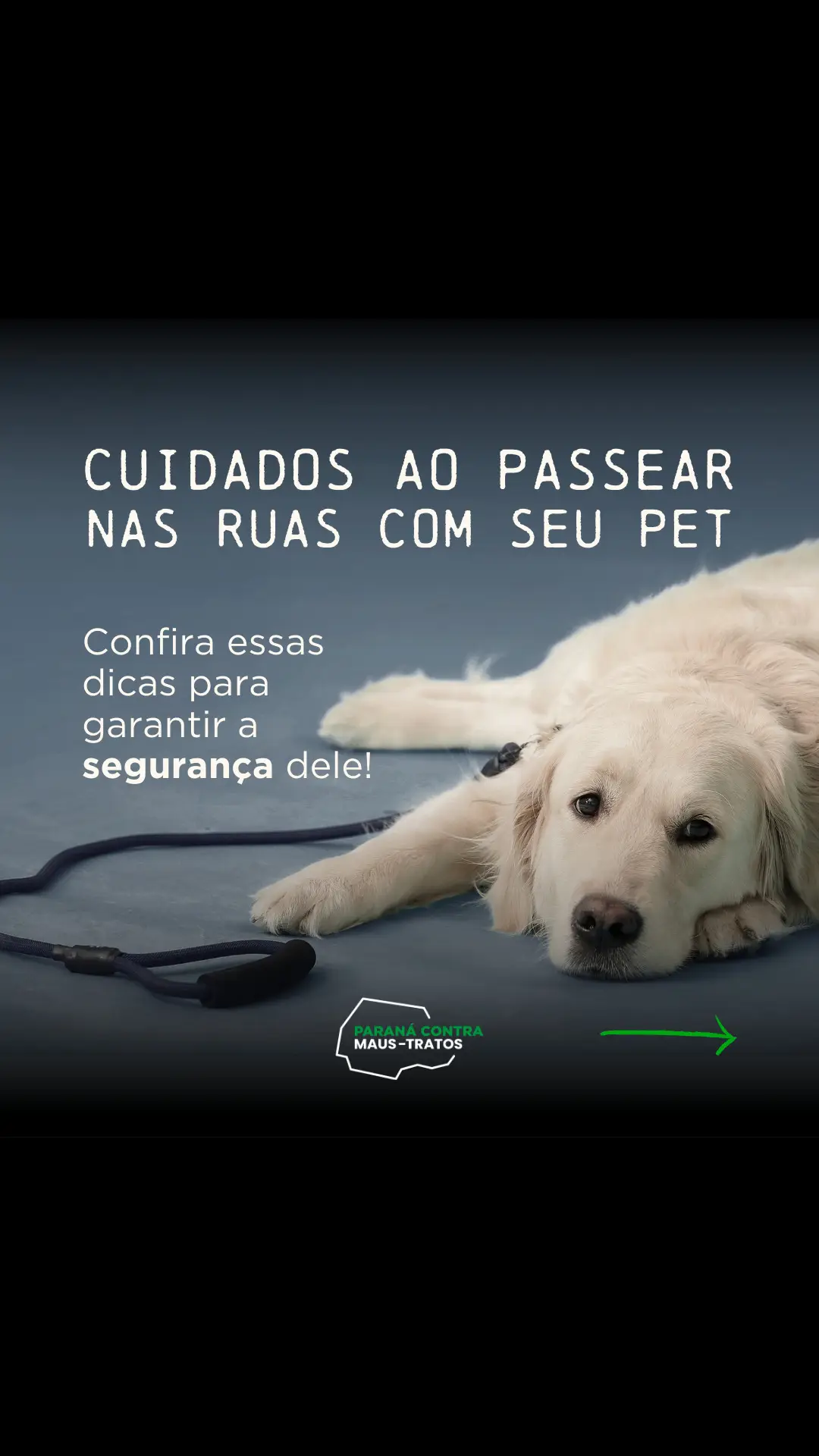 Todo cuidado é pouco! Quando formos levar os nossos pets para passear, precisamos nos atentar aos perigos que a rua pode oferecer aos nossos amigos de quatro patas. Por conta disso, trouxemos algumas dicas de cuidados para você que gosta de andar e caminhar com seu pet. A preocupação é necessária, pois ele depende de você. Seu pet gosta de passear ou é mais caseiro??