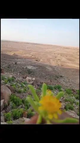 #صوت_دان_بدوي_بن عبه الشنيني#مجرد_ذووقツ🖤🎼 #هاشتاقات_تيك_توك_العرب #اكسبلورexplore❥🕊