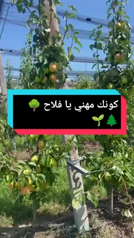 مرحبا بك في مشتلة اسامه لبيع اشجار المثمرة ♥ 🍏يشرفنا حضورك في صفحتنا المتواضعة 😊 مشتلتنا تقدم خدمات فلاحية و بيع جميع انواع الاشجار المثمرة  _خدمات الفلاحية تتمثل في  🟠قيام بالتحاليل التربة 🟠دراسة الشروعك الفلاحي من اجل التسيير الجيد  🟠بيع الاشجار و غرسها  🟠قيام بالتركيب الري بالتقطير  🟠مع الضمانات للشتلة  🟠المتابعة الميدانية لمدة عام واحد  من اجل تسهيل التواصل لاننا مع العمل الكثير و قد نطيل الرد عليك اتصل بنا على 🌹0555195497🌹 🟢مكان المشتلة:«ولاية عين دفلى بضبط خميس مليانة» #CapCut #fyp #foryoupage #tiktokviral #viralvideo #مشتلة_اسامه 