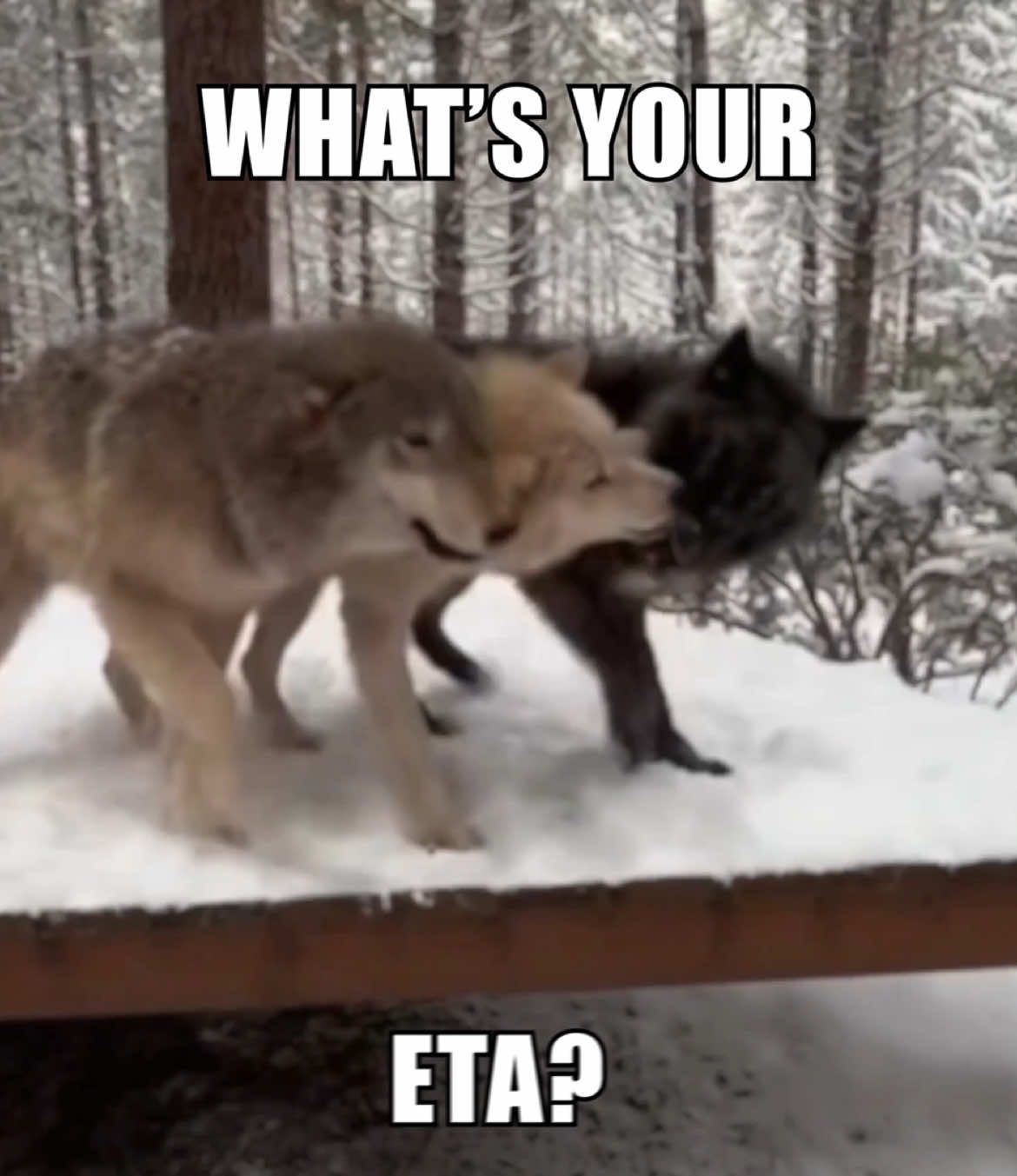 WHATS YOUR ETA? 🔥‼️ #wolpwednesday #wolf #wolves #edit #fyp #aftereffects