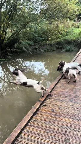 #obsessedwithit #drying #fyyyyyyyyyyyyyyyy #dogheaven #familythings #springerspanielsoftiktok #spaniels #springerspaniel #waterpark #myworld🌍 #towel #walkingonadream #rainonme #fy #dog #dogsoftiktok #wet ##lovingit #foll #fri 