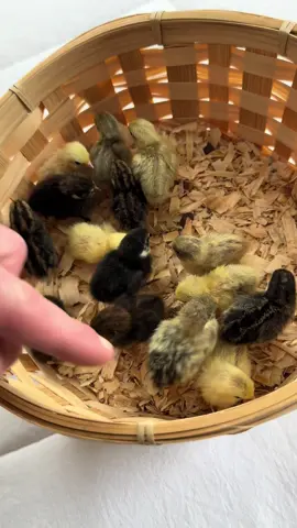 Love waking up to a basket of fluff 😂💙. Buttons are so tiny when they first hatch out 🥹🐣 #babyanimals #cuteanimals #cutenessoverload #cute #babyanimal #foryoupage #fyp 