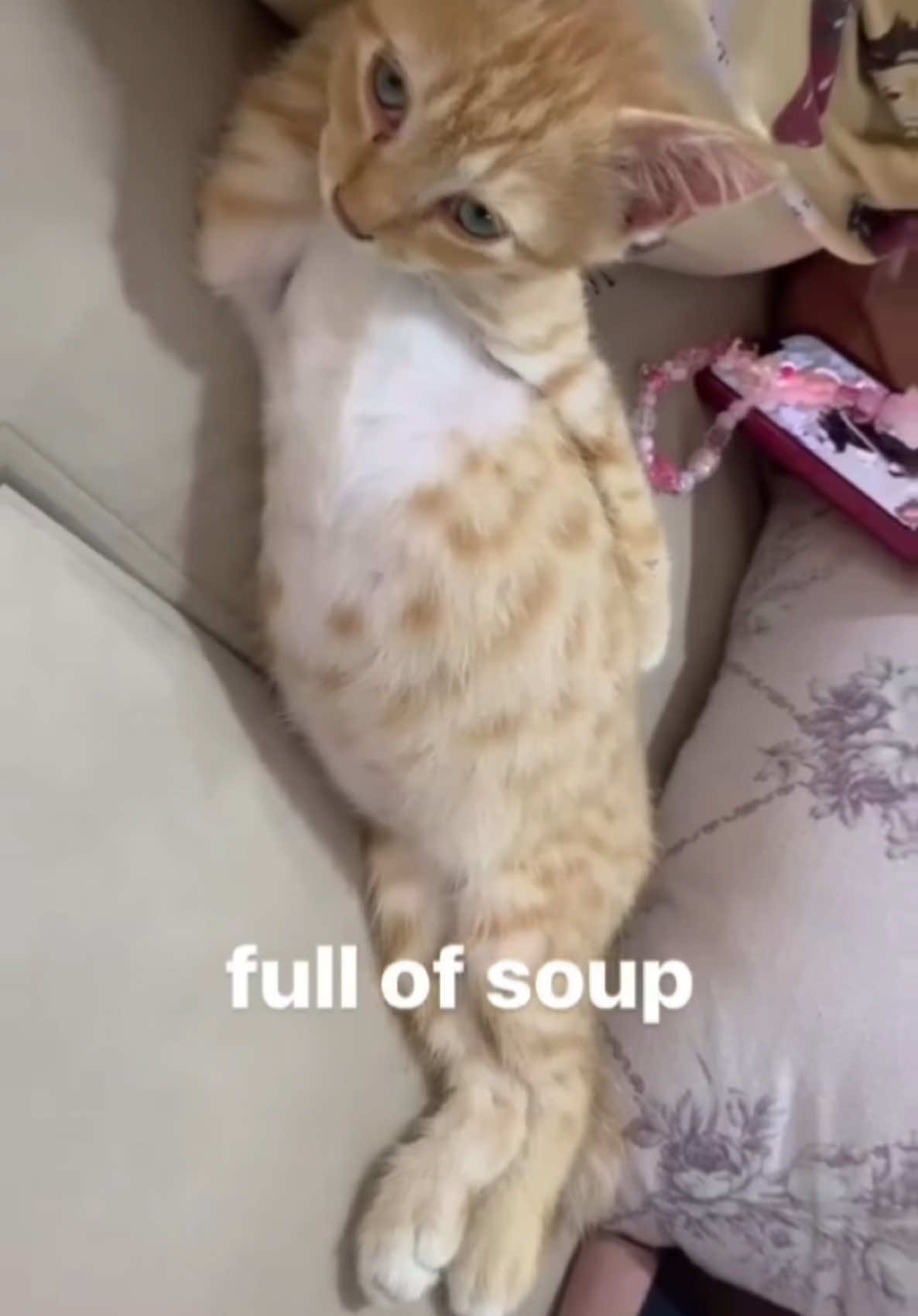 Cats Day 3 🐈 Full of soup, such an big belly 🥰🐈 Follow for more 🐈❤️ #kitten #catlover #cats #fyp #meow #catsoftiktok #catdaily #cattok 