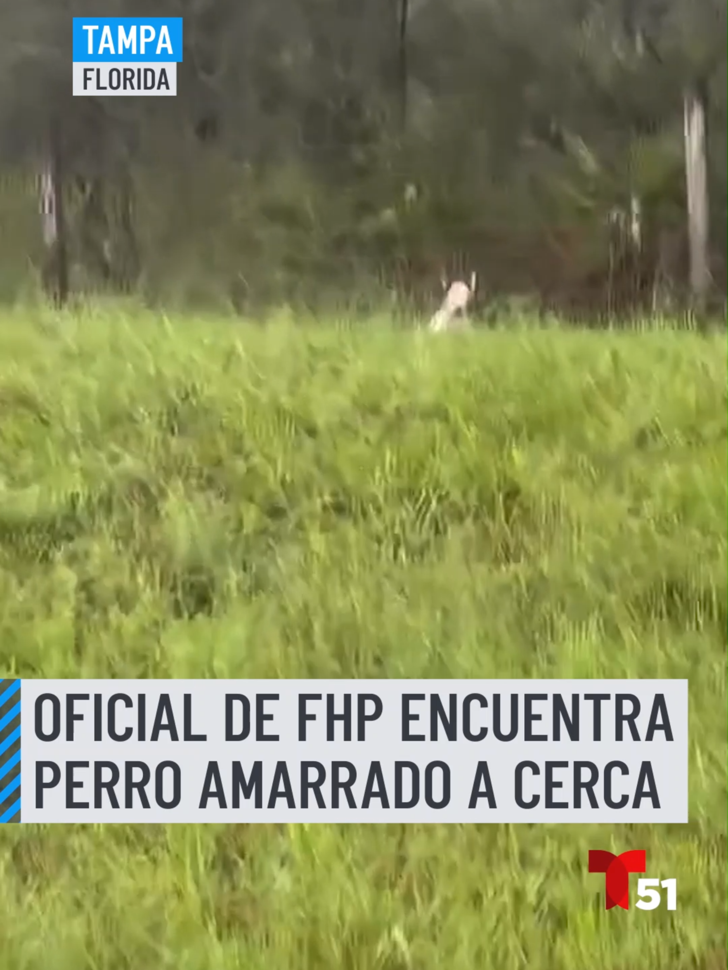 Un policía de carreteras de Florida salvó a un perro que había sido abandonado a la intemperie en medio de las crecientes lluvias provocadas por el huracán Milton.⁠ ⁠ El incidente ocurrió cerca de la salida de la I-75, en el área de Tampa, donde el perro fue encontrado atado a una valla en medio de un aguacero.⁠ ⁠ Según declaraciones de las autoridades, el agua ya cubría casi por completo las patas del animal, lo que ponía en peligro su vida. Afortunadamente, el agente actuó rápidamente y logró rescatar al perro antes de que la situación empeorara.⁠ ⁠ Las autoridades aprovecharon el incidente para recordar a los residentes que, ante la inminente llegada del huracán Milton, es crucial llevar consigo a sus mascotas al evacuar, para garantizar su seguridad durante la tormenta.⁠ ⁠ 📱 Los detalles en este link: https://trib.al/BaV0uTV ⁠ #milton #mascotas #tampa #perro