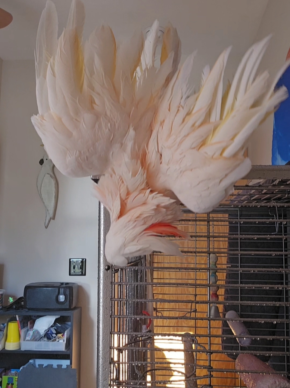 A Max Shower Day #cockatoo #MrMax  ***disclaimer: the hair dryer is Teflon free. Teflon can kill birds ***