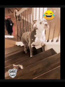 #funny #funnyvideos #funnydog #funnypets #funnycat 