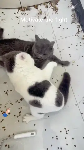 It's done again. It's really not a worry.#Pet #catsoftiktok #Daily #Cute #Daily records of cute pets#Pet War