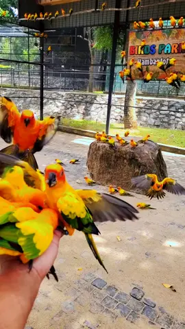 Sun Conure gang #srilankan_tik_tok🇱🇰 #srilanka #traveltiktok #visitsrilanka🇱🇰 #visitsrilanka #hambantota #birdsparkhambanthota #birdsoftiktok #parrotsoftiktok 