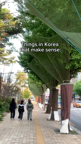 As fall approaches in Korea, there’s something unique you’ll spot.. underneath the 은행나무 (ginkgo trees), they set up these special mats to catch the falling ginkgo nuts! If you’ve ever walked past one of these trees, you know the strong smell they give off when the nuts hit the ground. These clever mats save everyone from the stinky surprise by collecting the nuts before they cause a mess. It’s a neat way to keep the streets clean and odor-free, letting you enjoy the golden autumn without the, well, ‘fragrance’!😅 Pretty cool, right?✨🇰🇷 #korea #seoul #seoultravel #seoultrip #seoulkorea #autumnkorea #autumn #fyp Pretty cool, right?✨🇰🇷 #korea #seoul #seoultravel #seoultrip #seoulkorea #autumnkorea #autumn #fyp 