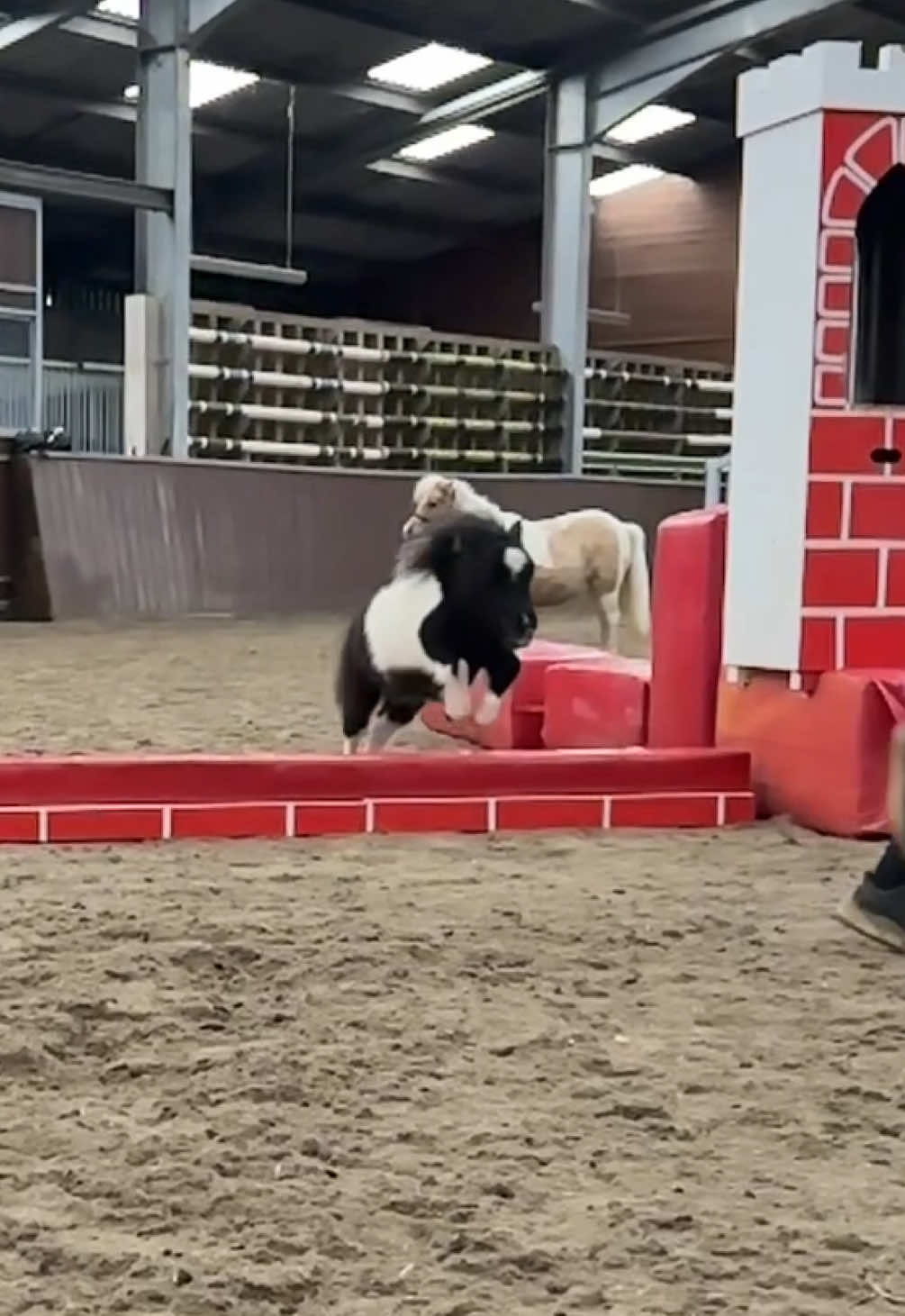 This was too much fun jumping the wall with Ozzy 🫶🏻 he’s always up for playtime! He’ll make a fantastic future show jumper ❤️❤️ #belikeozzy #dreambig #showjumper #OzzyTok #followyourdreams #miniature #horsesoftiktok #therapypony #jumpingbean #smallbutmighty #fyp 