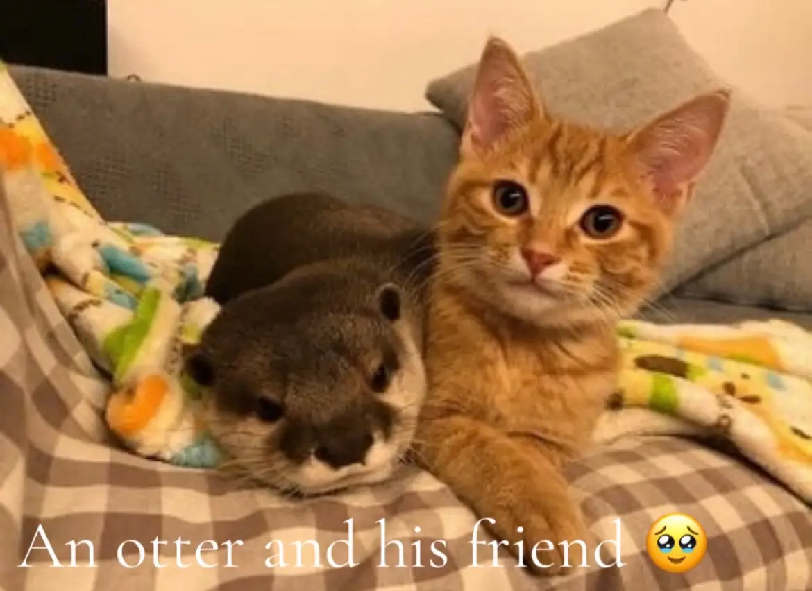 #otter #cat #fyp #cute #friends #animalsoftiktok 