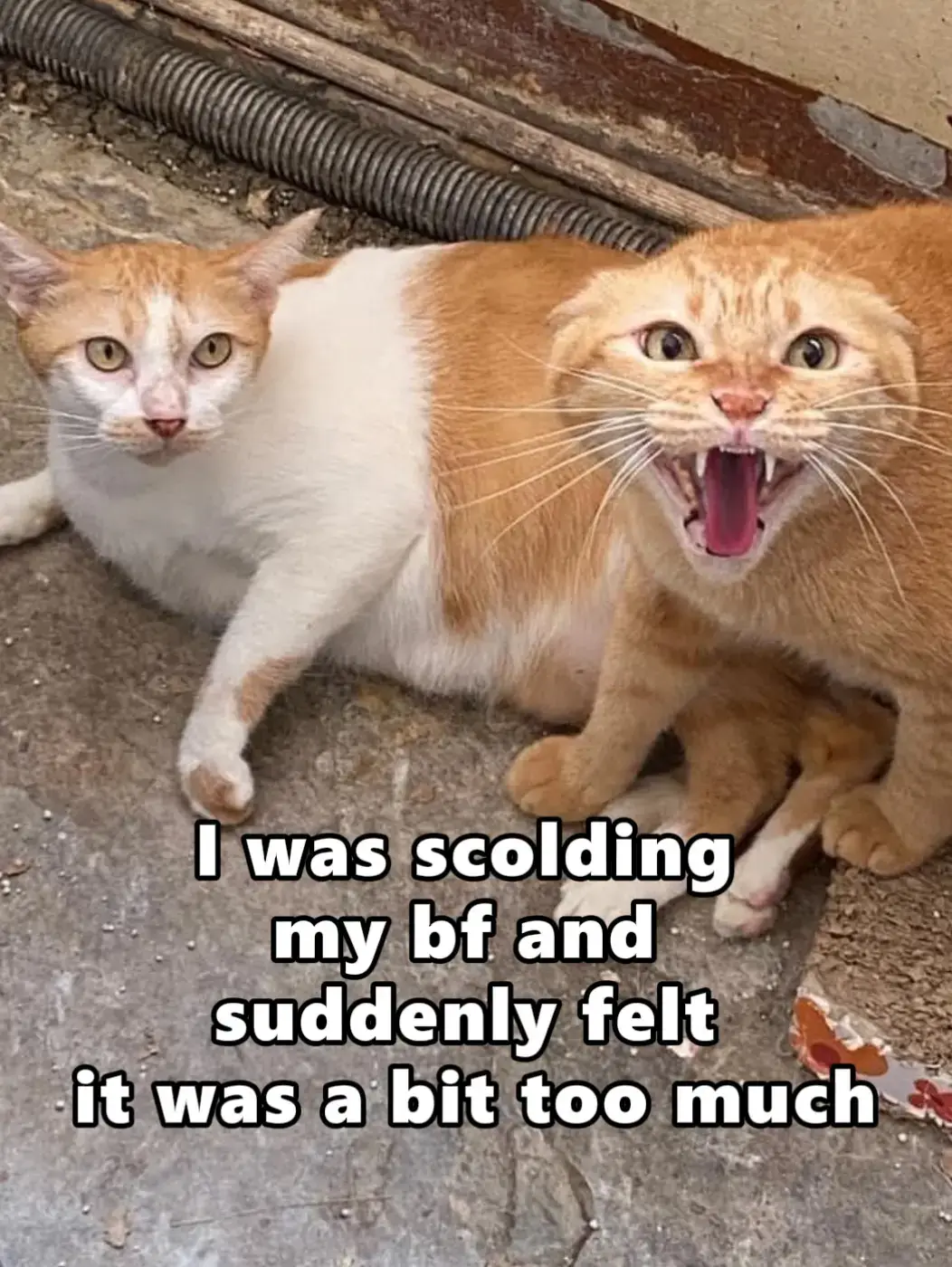 Have you ever been???? #cat #dog #cute #meme #Love #catmemes #funnymemes #Relationship #meirl #viralvideos 