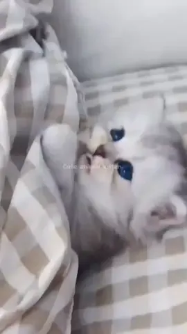 #cute #cat #funny 