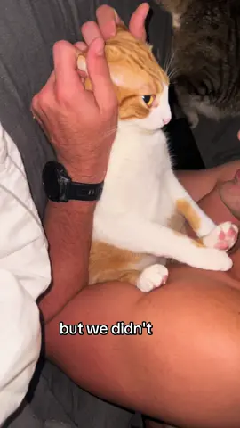 Hurricane Milton brought out the worst in Ronald! Another inspection after catching him neck-deep in the @Chex Mix ! #fyp #hurricanemilton #hurricane #cat #catsoftiktok #orangecatsoftiktok #fyppppppppppppppppppppppp 