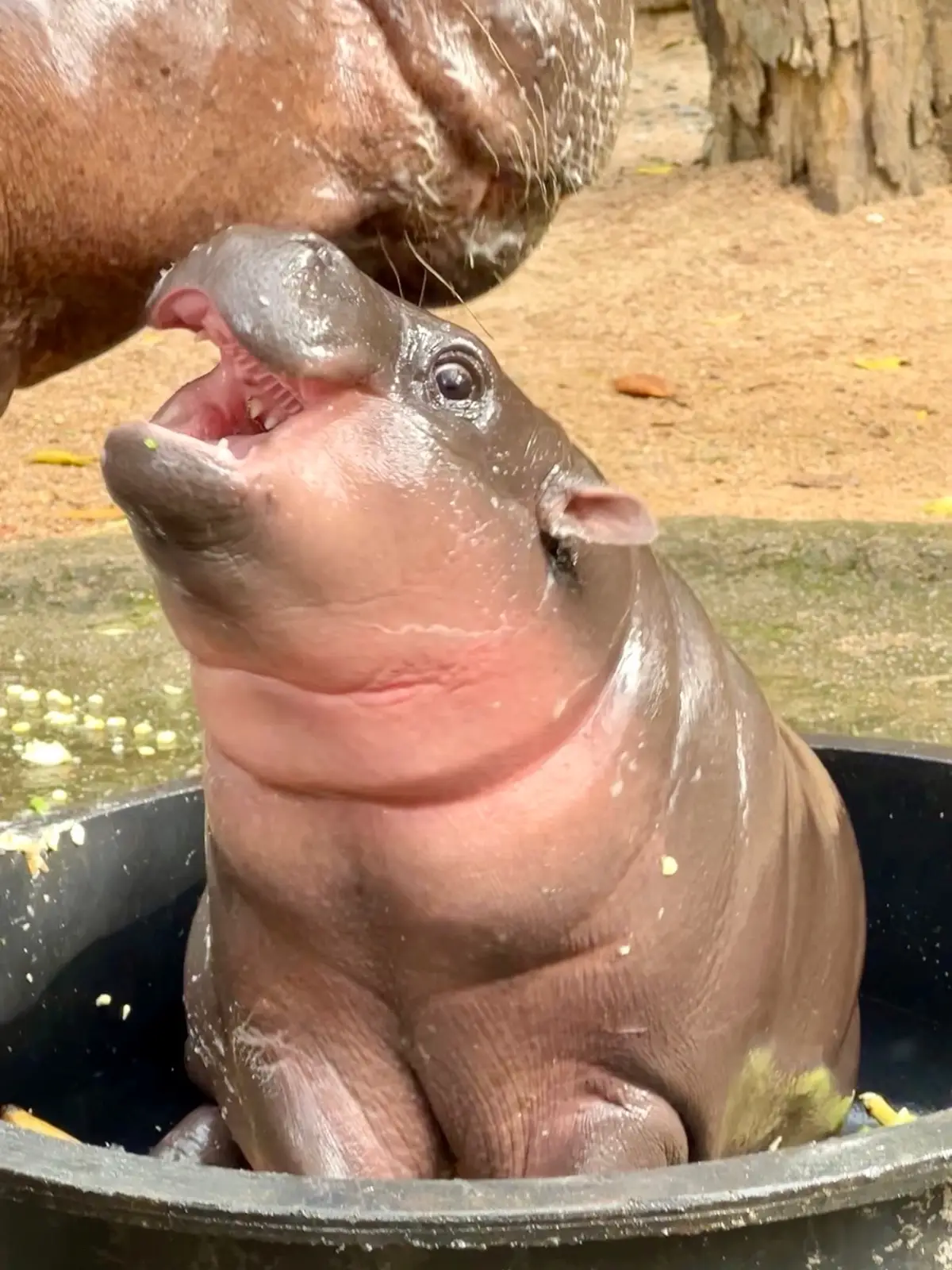 #หมูเด้ง  #ลูกฮิปโปโปแคระ #ฮิปโป #น่ารัก #Moodeng #khaokheowzoo #Khaokheowopenzoo #PygmyHippopotamus #Hippo #สวนสัตว์เปิดเขาเขียว #ชลบุรี