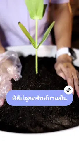 คณะศิษยานุศิษย์ ร่วมพิธีปลูกทรัพย์บานชื่น บูชาธรรมในวาระ140 ปี พระมงคลเทพมุนี (สด จันทสโร) ณ วัดพระธรรมกาย จังหวัดปทุมธานี วันที่ 10 ตุลาคม พ.ศ.2567 #วัดพระธรรมกาย #หลวงพ่อธัมมชโย #พระมงคลเทพมุนี #เกิดด้วยรูปประกายเนื้อ #เกิดด้วยรูปประกายเนื้อ #มหาธรรมกายเจดีย์ 