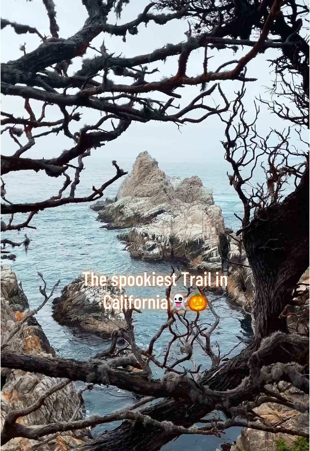 🇺🇸Point Lobos State Natural Reserve, Carmel-by-the-Sea, California🇺🇸 • • This state park has one of the best ocean views in California🌊 And also one of the spookiest trails👻🎃 The Cypress Grove trail is definitely one of my alltime favorite trails so far🥾 📍Here are some must-visit Points at Point Lobos: 1. Cypress Grove Trail  2. Whalers Cove 3. Sea Lion Point 4. China Cove 5. Bird Island Lookout 💰The Entrance fee to the state reserve is 10 USD💸 🗓️Opening Hours are Daily from 8 am to 6.30 pm. However, there is no admission after 6 pm. 🚗You can easily drive in here by car and explore everything. There is a parking lot in front of every viewpoint/trail. The different trails are all really easy and accessible for everyone.  🗺️For orientation I would definitely recommend Google Maps, since you don‘t get a map. All the points mentioned above are also clearly listed here.  All in all, a really stunning place that should not be missed on any California Roadtrip🇺🇸 • • #pointlobos #pointlobosstatereserve #cypressgrove #spooky #spookyseason #carmel #carmelbythesea #carmelbytheseacalifornia #hikingtrail #oceanview #oceanviews #halloween #carmelcalifornia #californiatravel #monterey #roadtrip #californiaroadtrip #roadtrips #roadtrippin #roadtripusa #usaroadtrip 