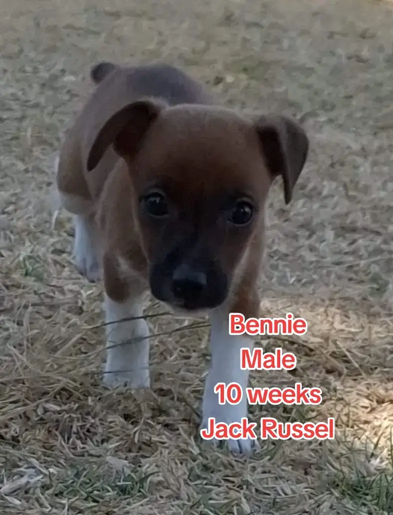 Only 3 from the litter left!!!!! Adopt a Jack Russell Puppy! The cutest!!! Are you ready to add some energy and joy to your home? We have adorable Jack Russell puppies looking for their forever families! These playful pups are known for their intelligence, loyalty, and boundless enthusiasm. About the Puppies: Age: 10 weeks old Health: Vaccinated and dewormed Temperament: Friendly, curious, and eager to please Jack Russells are great companions, perfect for active families or individuals. They love to play, explore, and cuddle up after a day of adventure. 📞  Contact Jess via whatsapp on 071 675 3200  🏡 Adoption Fees and Home Checks apply! ☀️ Pups are based in foster care in and around Gauteng ⚠️ PLEASE NOTE - We cannot always guarantee the size or breed of our rescued pups Spread the word and help us find these puppies their forever homes! #jackrussel #jackrusselpuppies #puppies #fyp #fy #adopt 