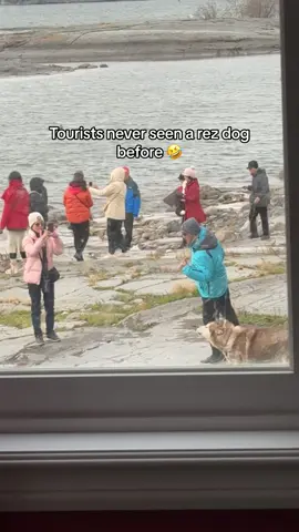 Guess the tourists fly all this way to see my rezzy back yard🤣 #nativetiktok #rezlife #nwt #northwestterritories #rezdogs 