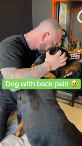 Dog with back pain 🥹🥹🥹 • • • #chiropractortiktok #foryou #asmr #animals #tiere #türkiye #chiropractic #hundevideos #dogsoftiktok #help #hundeauftiktok #date 