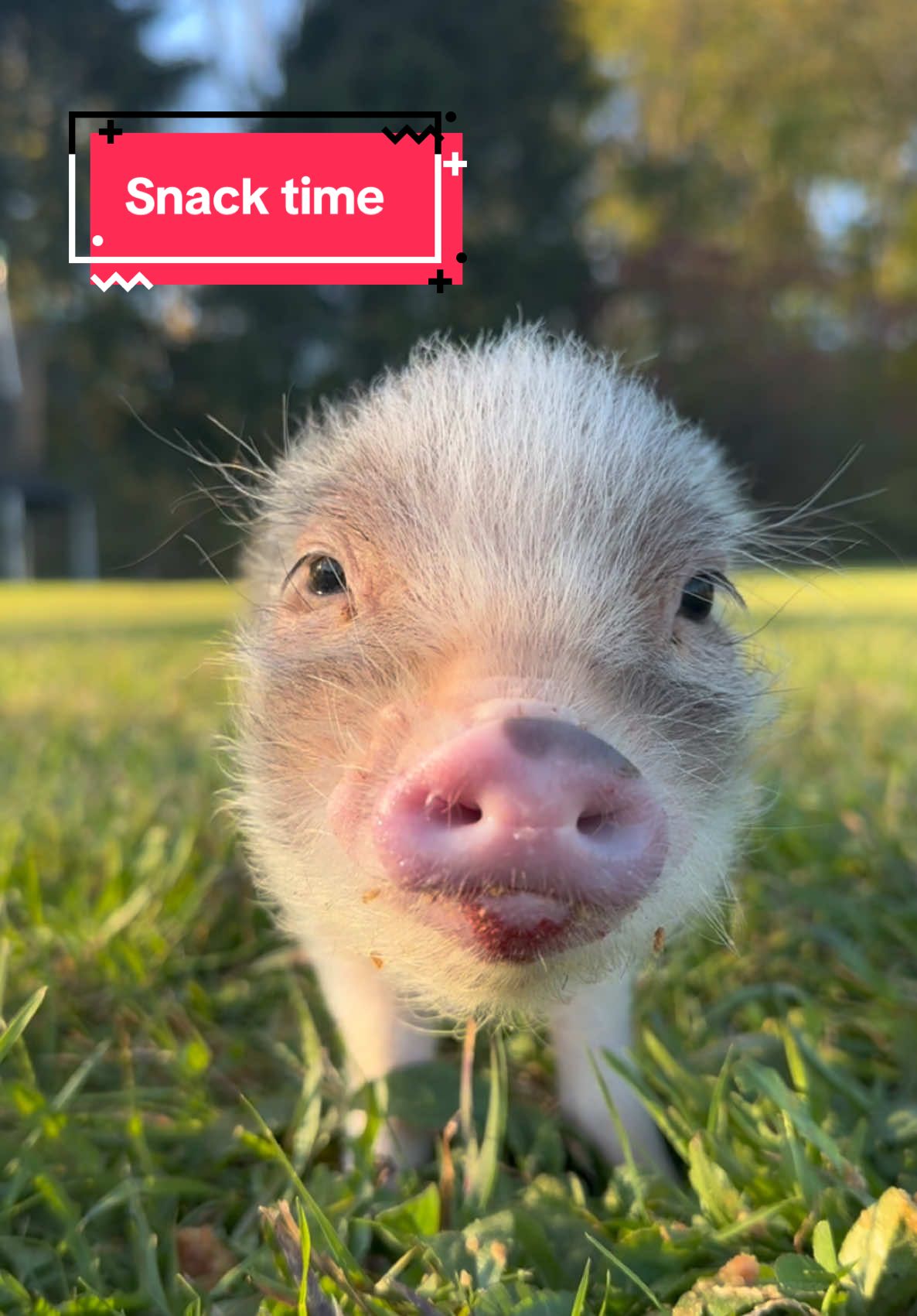 Enjoying the nice weather before it gets too cold out! #diz #minipig #minipigsoftiktok #piglet #pig #cute #cuteanimalsoftiktok 