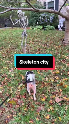 Skeleton dog in a skeleton town. #skeleton #dog #dogsoftiktok #dogcostume #costume #halloween #spookyseason #spooky #halloweendecor #cute #pet #PetsOfTikTok #pets #dogs 